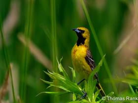 APS_Rank_Young male Orchard Oriole_DSC_0132nn7-16cr-1