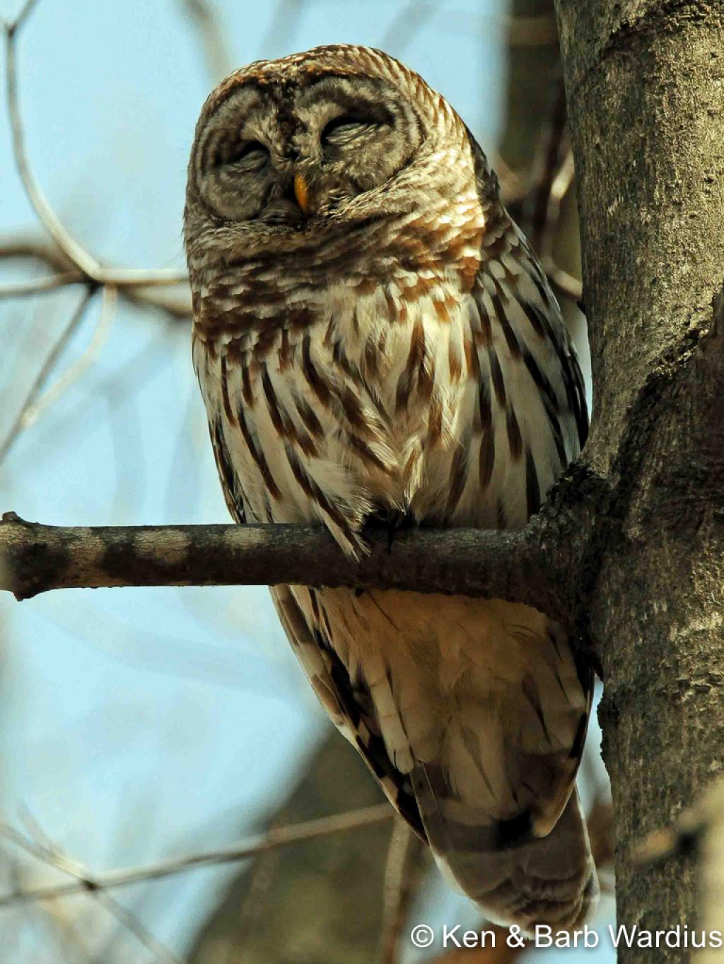 APS_Wardius_Barred Owl_Barred Owl-1
