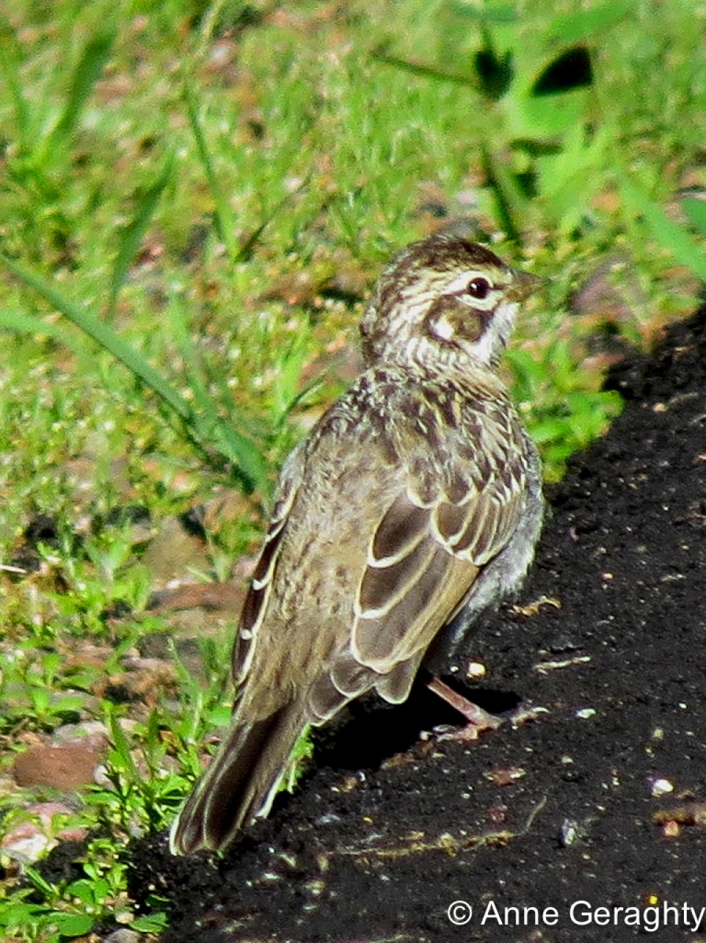 APS_Geraghty_lark sparrow_lark sparrow - fledgling-1