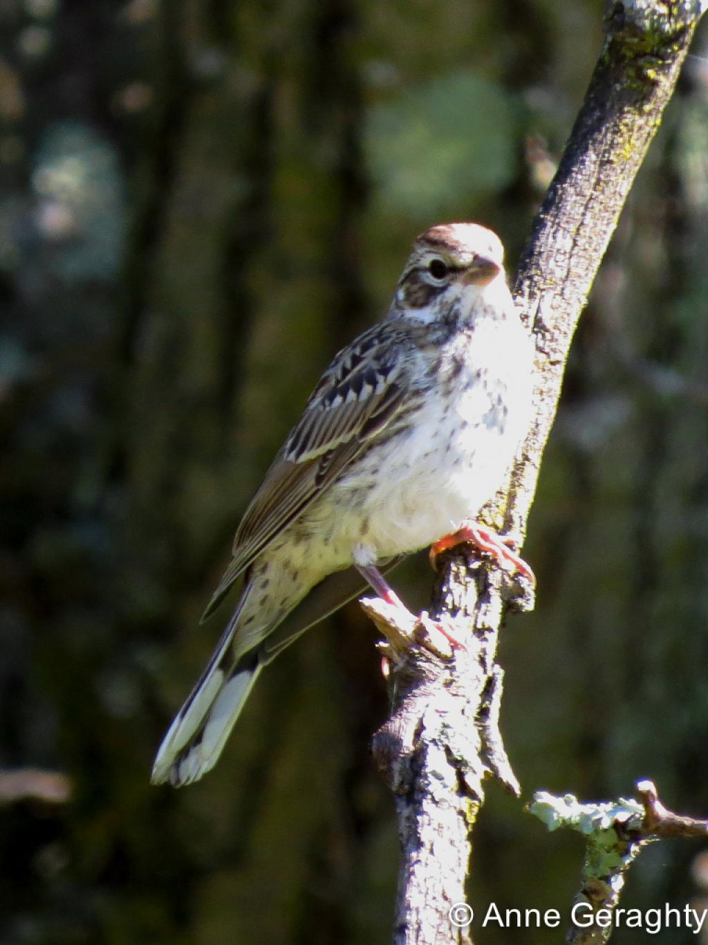 APS_Geraghty_lark sparrow_lark sparrow - juvenile-1