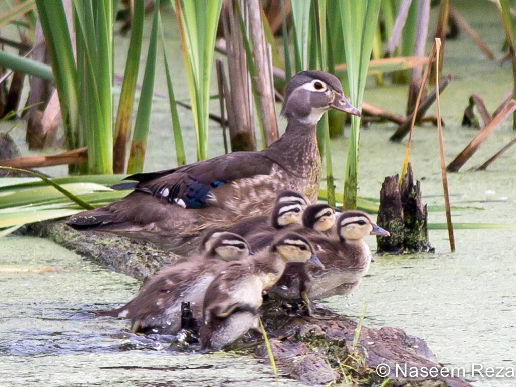 APS_Reza_Wood Duck_Wood Duck Family-1