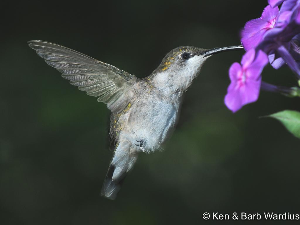 APS_Wardius_Ruby throated hummingbird_Female Ruby-Throated Hummingbird Feeding on Phlox-1