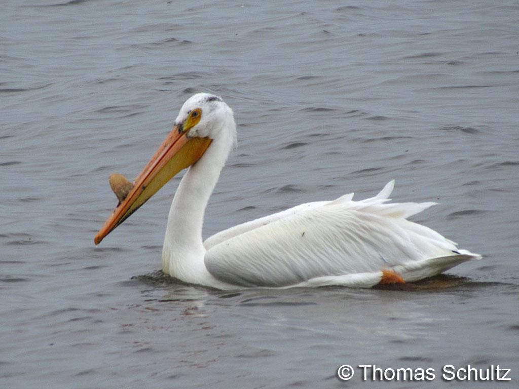 Am White Pelican 5-21-11 LakeWinn2