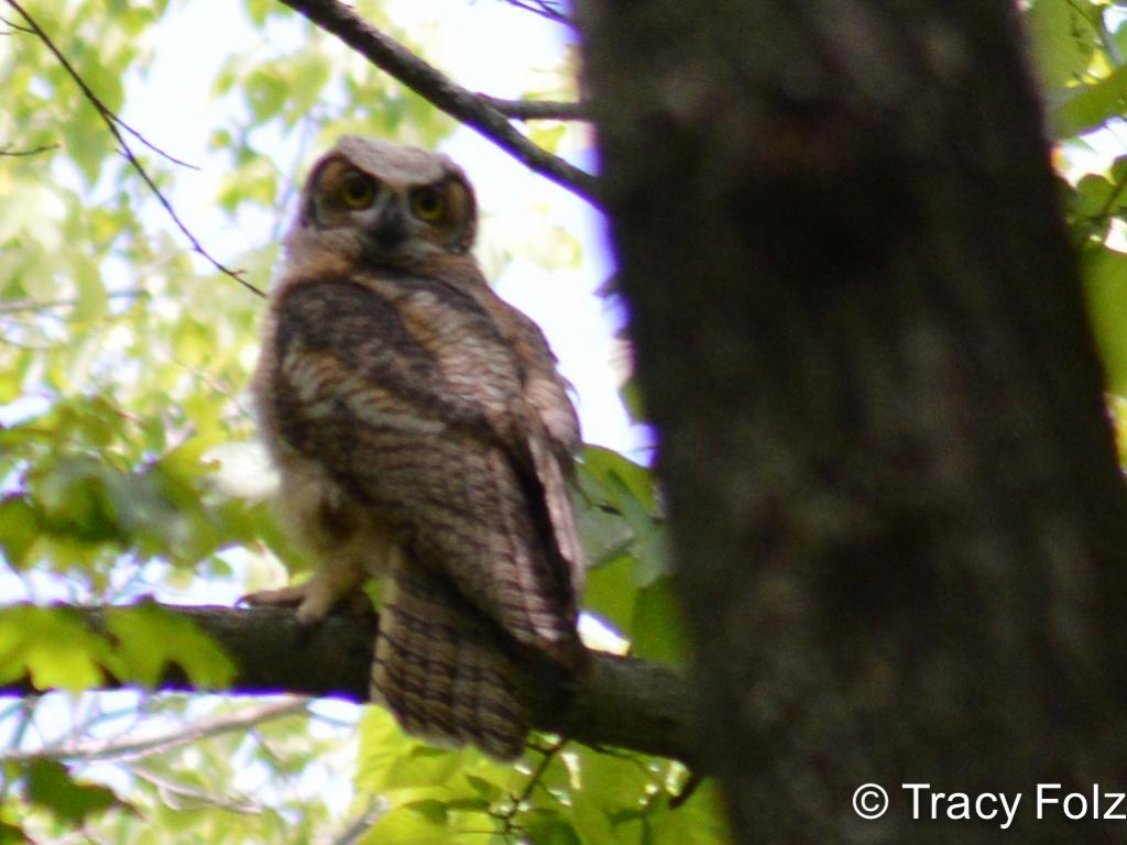 APS_Folz_Great Horned Owl_excellent owl-1