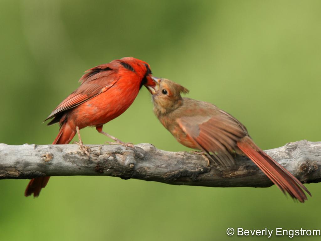 APS_Engstrom_Northern Cardinal_IMG_3260-1