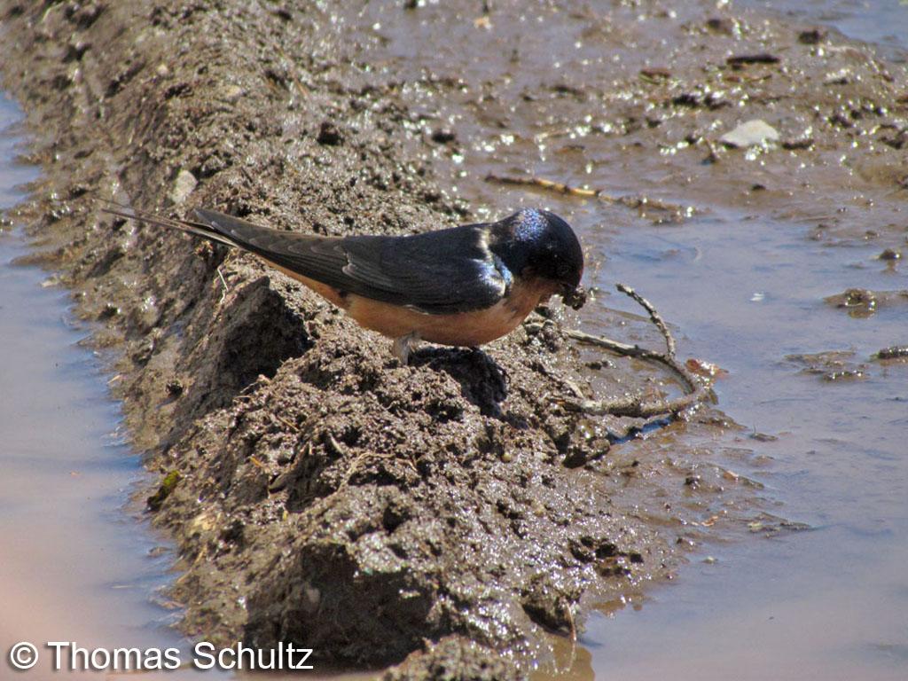 Barn Swallow collecting mud 5-23-13 PortWing1