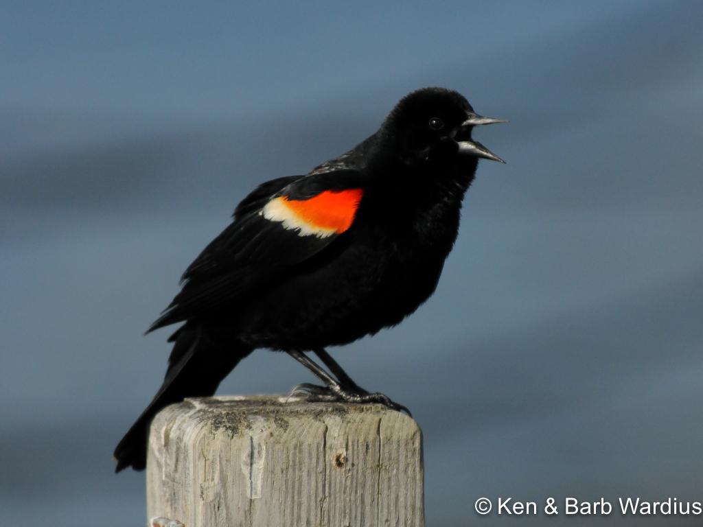 APS_Wardius_Red-winged Blackbird_Red-winged Blackbird Male Calling-1