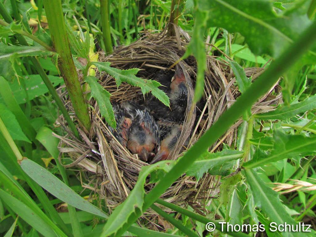 Red-w Blackbird nest 7-9-13 WhiteR - OM camp