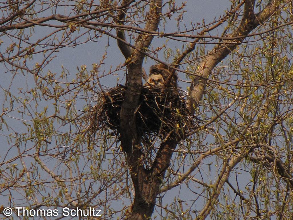 Great Horned Owl nest & nestlings1 Hwy KK & 23