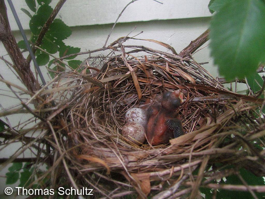 No Cardinal nest w eggs and young 6-30-14 home