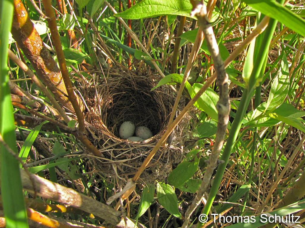 Red-winged Blackbird nest1 6-1-09 Folsom