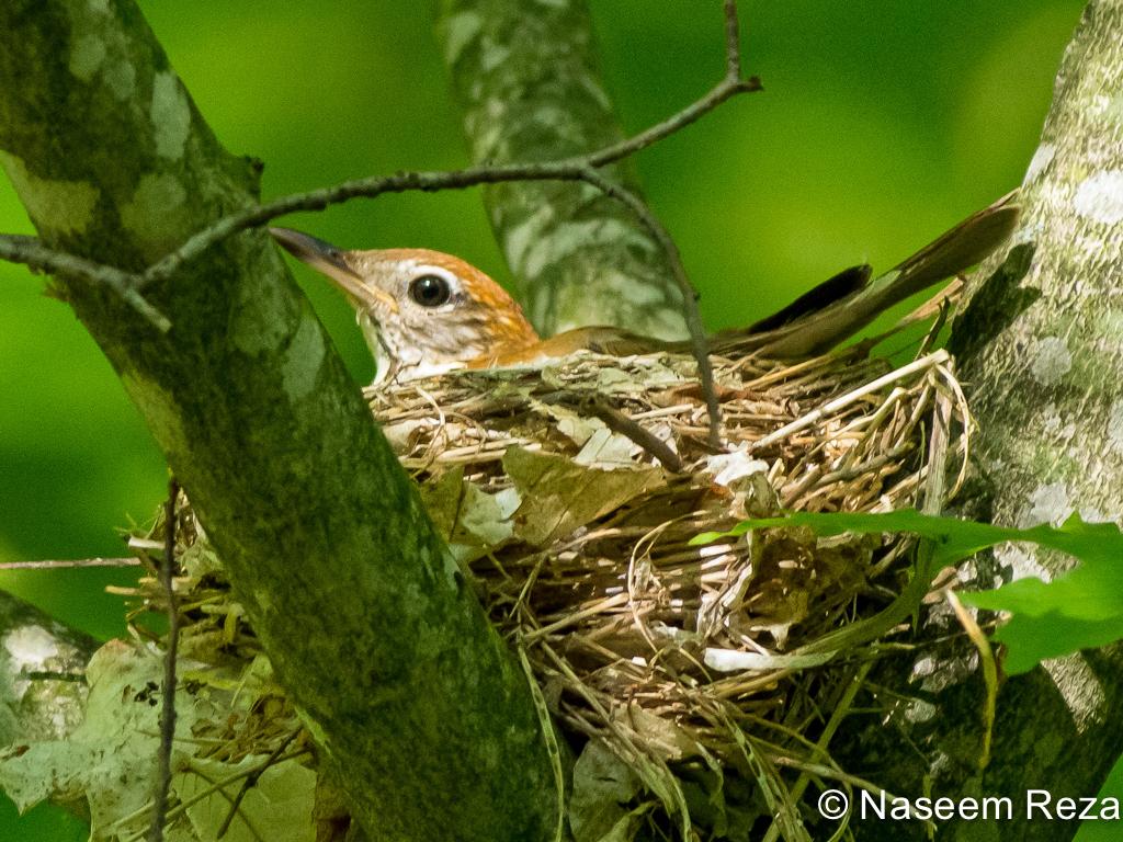 APS_Reza_Wood Thrush_Wood Thrush on nest2-1