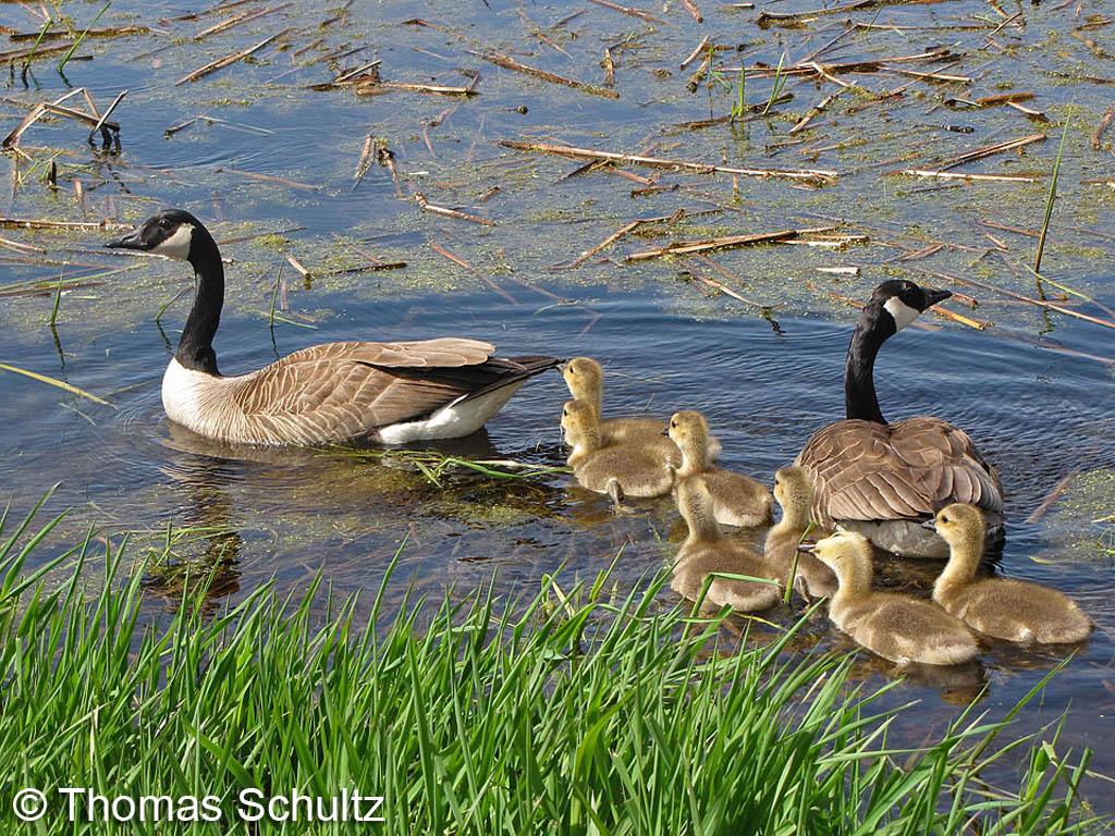 Canada Goose family 5-16-09 Horicon1