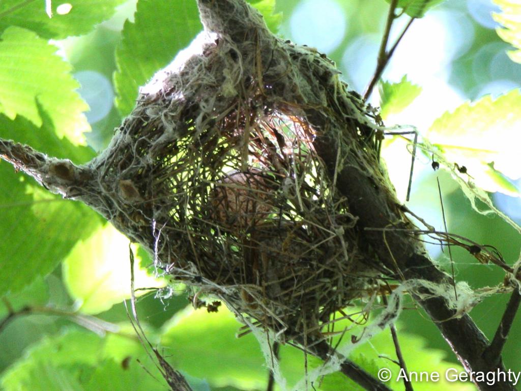 APS_Geraghty_acadian flycatcher_Acadian flycatcher nest-1