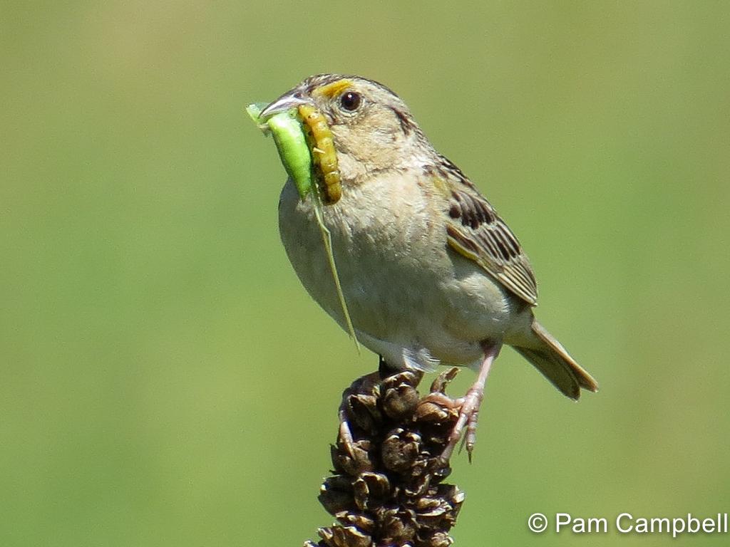 APS_Campbell_Grasshopper Sparrow_IMG_3047-1