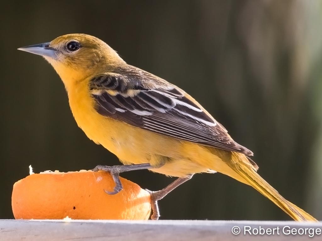 APS_George_Orchard Oriole Female_1W8A3843-1