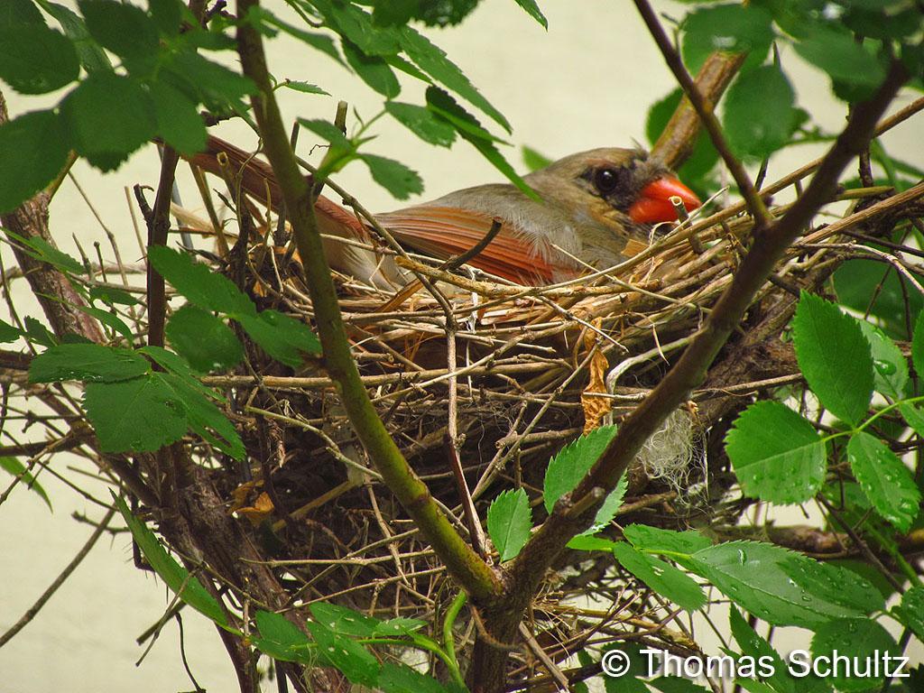 No Cardinal nest f 7-2-14 home1