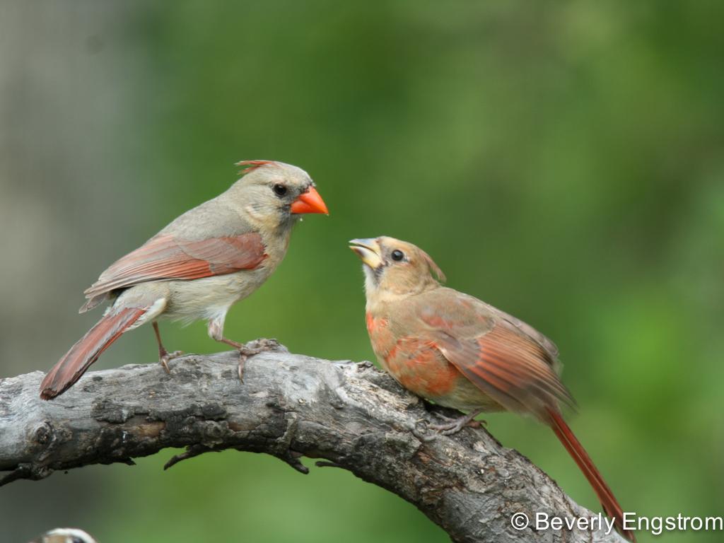 APS_Engstrom_Northern Cardinal_IMG_3138-1