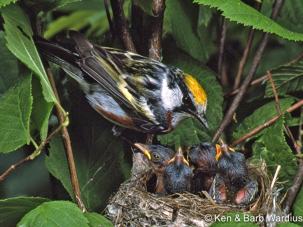 APS_Wardius_Chestnut sided warbler_Male Chestnut-Sided Warbler at Nest Feeding Young-1