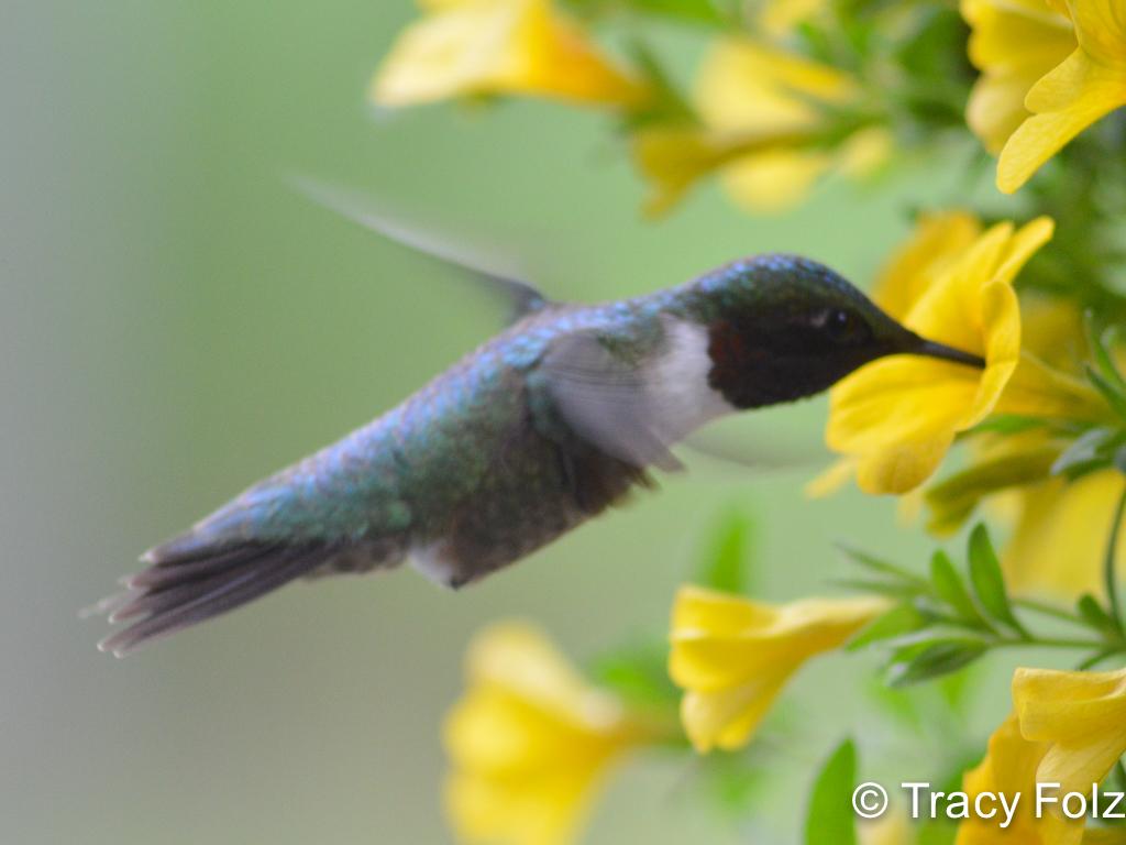 APS_Folz_Ruby Throated Hummingbird_good hummer in flower-1