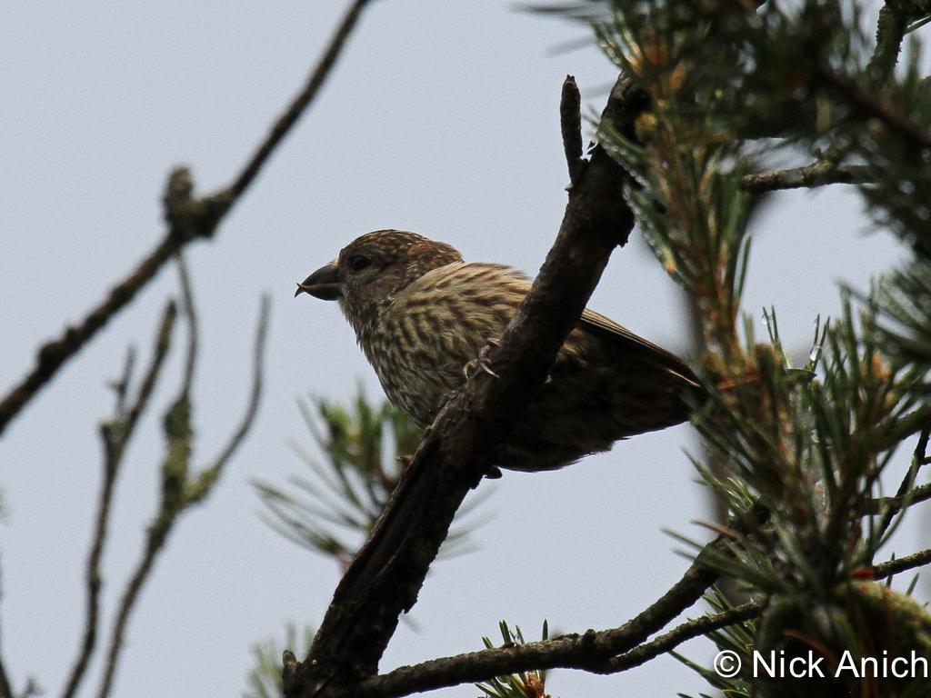 APS_Anich_Red Crossbill_IMG_1026-1
