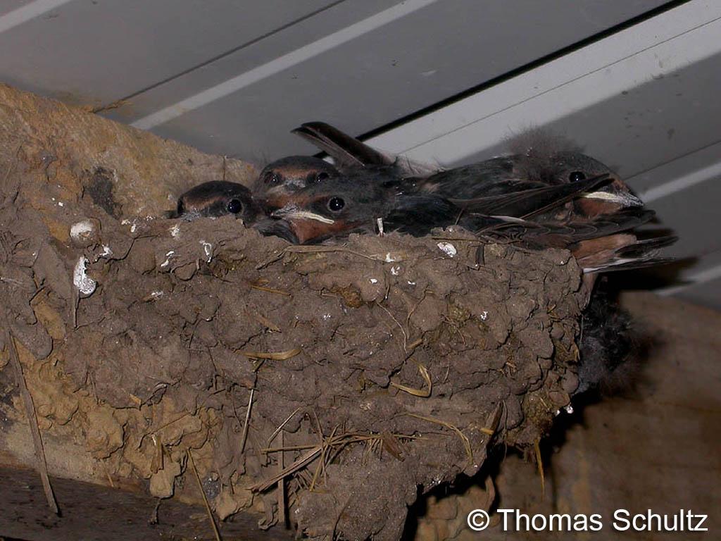 BarnSwallow nest & nestlings 7-1-07 home
