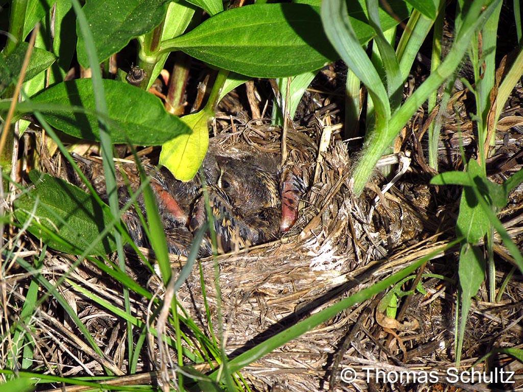 Lark Sparrow nest 6-6-14 MarquetteCo1