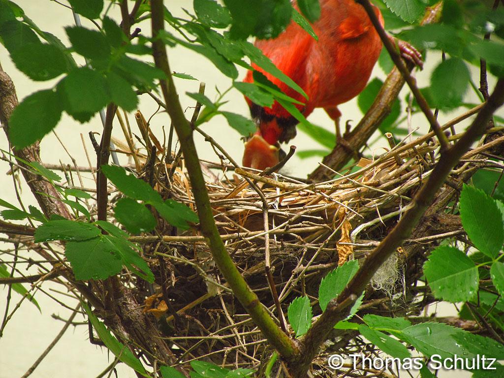 No Cardinal nest m 7-2-14 home1