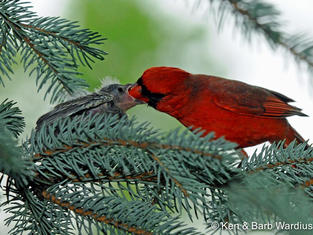 APS_Wardius_Northern Cardinal_Male Cardinal Feeding Young-1