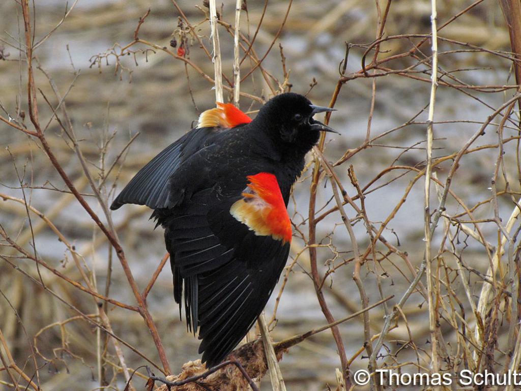 Red-winged Blackbird m 4-13-14 Horicon1