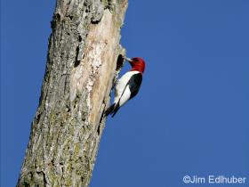 Jim Edlhuber Red-headed Woodpecker_6649 5 11 12