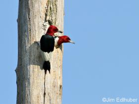 Jim Edlhuber Red-headed Woodpecker_6221 7 1 12