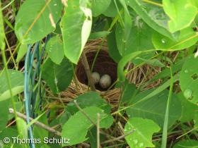 Field Sparrow nest 6-13-15 home GL Co