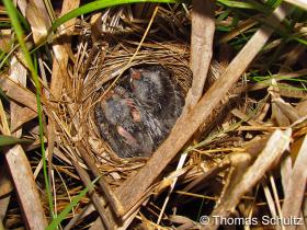 Red-winged Blackbird - nestlings 5-31-12 WhiteR1