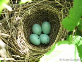 APS_Geraghty_Clay-colored Sparrow_clay-colored sparrow nest w eggs-1