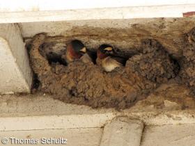 Cliff Swallows in nest 5-24-09 Deibert - GL Co