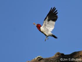 Red-headed Woodpecker_6088 10 13 13