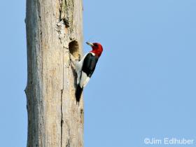 Jim Edlhuber Red-headed Woodpecker_6615 7 1 12