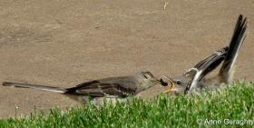 APS_Geraghty_Northern Mockingbird_northern mockingbird - EC -feeding young 2-1