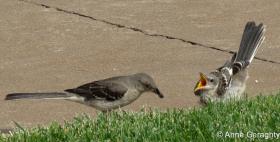 APS_Geraghty_Northern Mockingbird_northern mockingbird - EC -feeding young 1-1