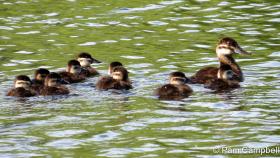 APS_Campbell_Ruddy Duck_IMG_3074-1