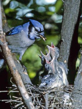 APS_Wardius_Blue jay_Blue Jay Nest Feeding-1