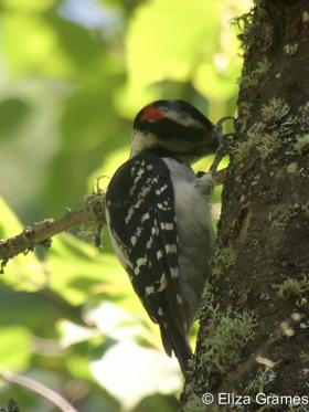 APS_Grames_Hairy Woodpecker_HAWO foraging-1
