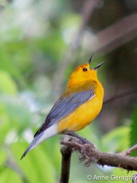 APS_Geraghty_prothonotary warbler_protonotary warbler-1