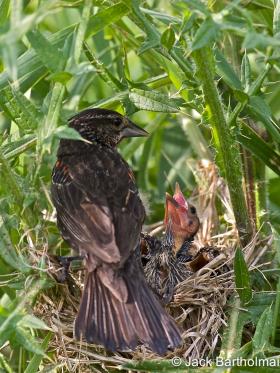 Approved_APS_Bartholmai_Red-winged Blackbird_IMG_6517_2-1