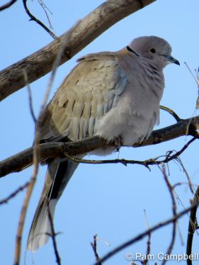 APS_Campbell_Eurasian Collared-Dove_IMG_7117-1