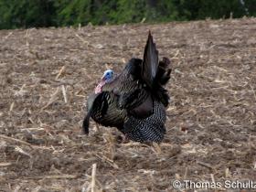Wild Turkey 5-6-10 Sunnyside field1a