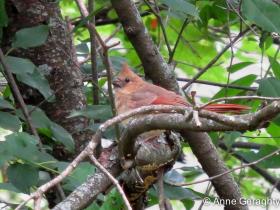 APS_Geraghty_Northern Cardinal_cardinal - fledgling-1