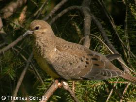 Mourning Dove juv 9-3-06 home1