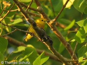 Yellow Warbler carrying food 6-8-15 WRM off D3